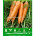 JCA02 uniform shape five inch carrot seeds, carrot seeds price